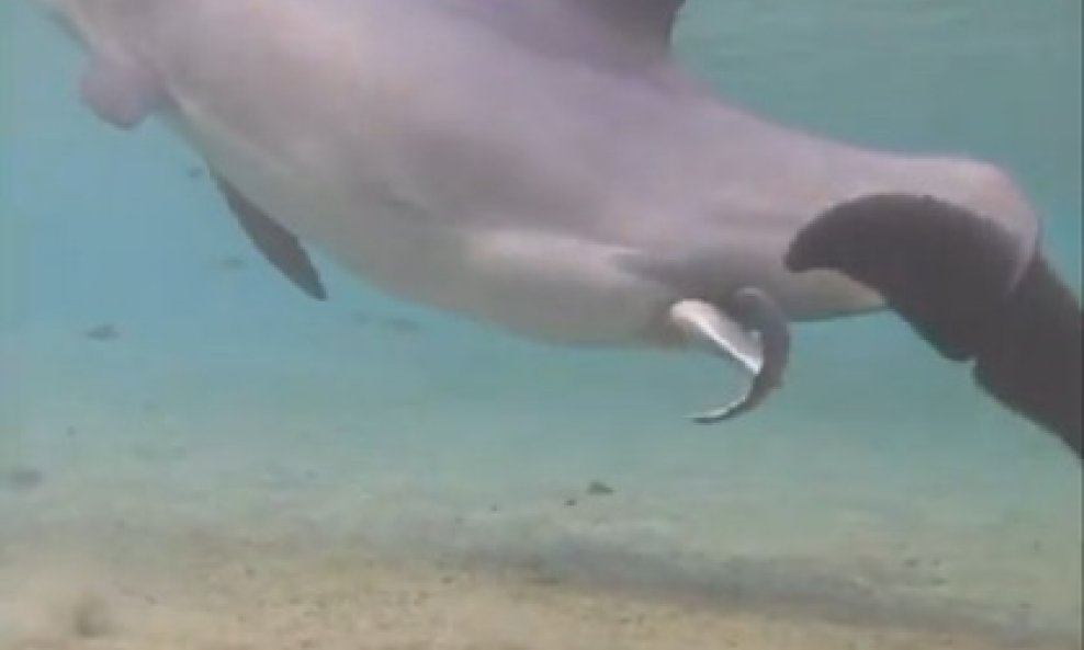 delfin dupin rođenje funvideo