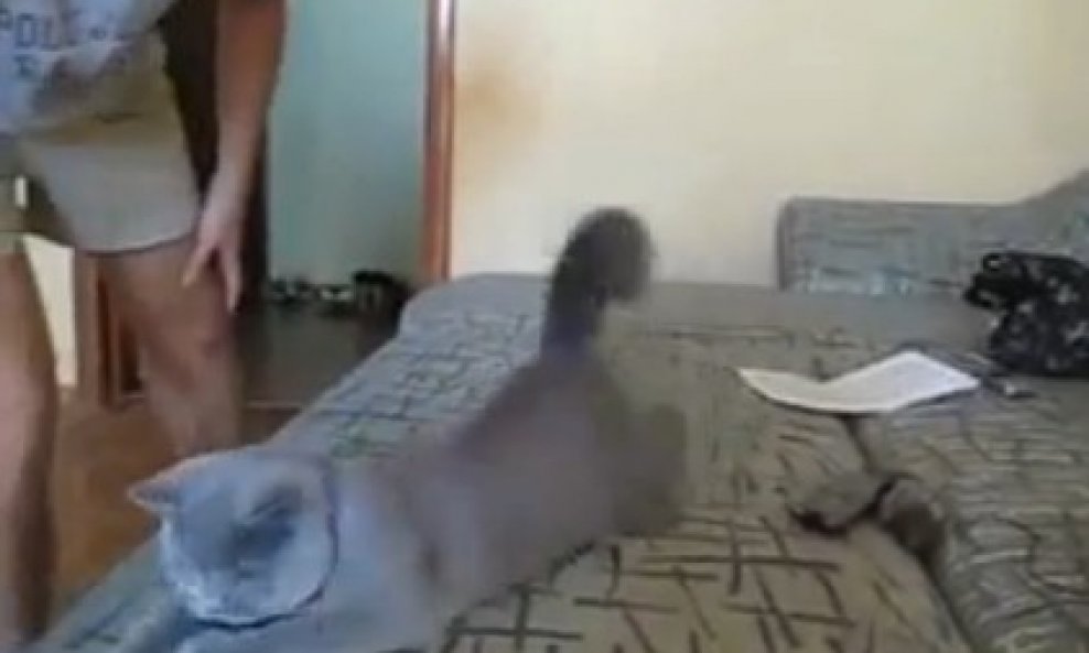 ruska plava mačka igra funvideo