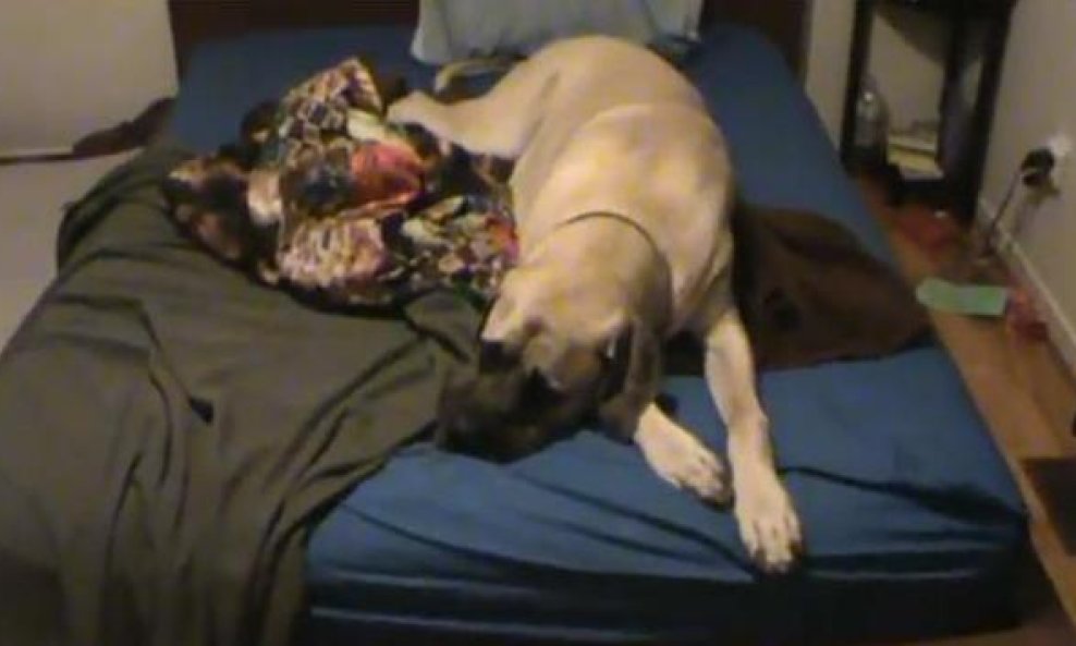 pas mastif Lincoln funvideo