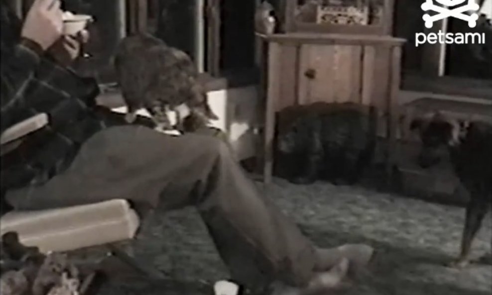zaigrani pas, macka i stakor funvideo