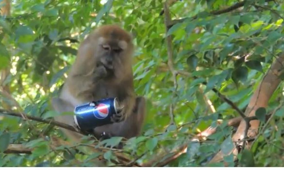 Smiješni majmun uživa u Pepsiju