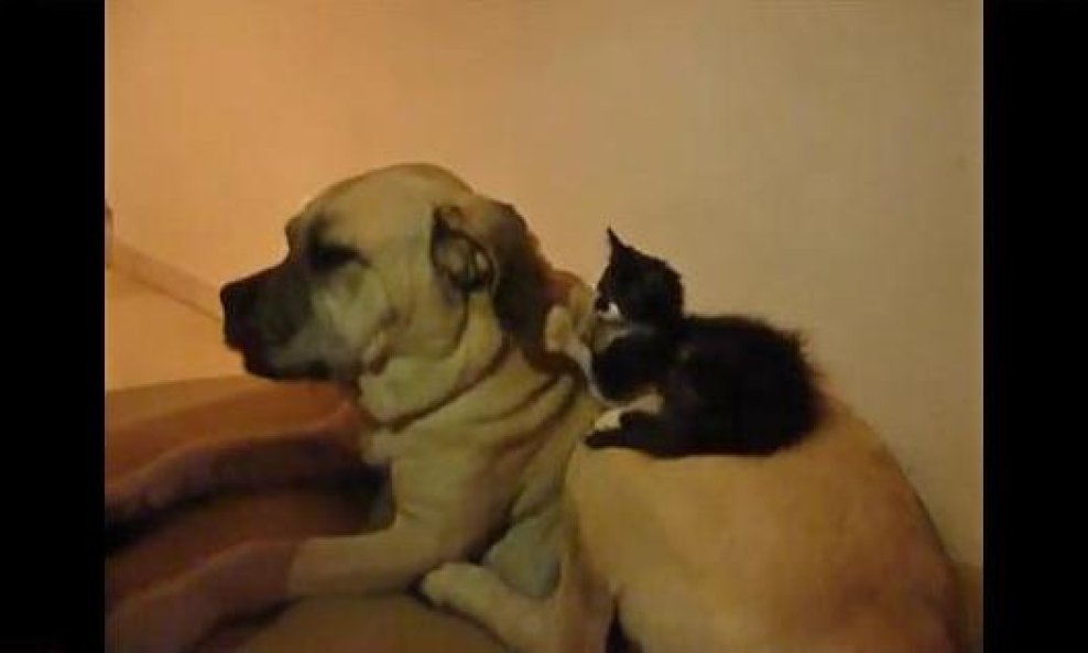 Cierra i mačić Kibo funvideo