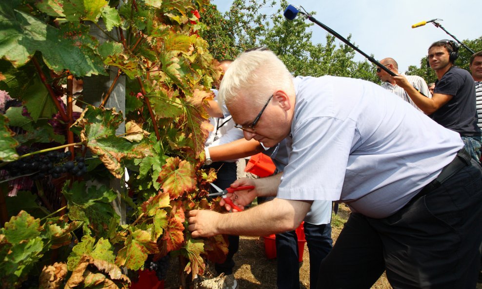 Josipović u berbi