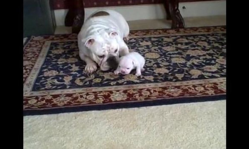 buldog Elvis funvideo