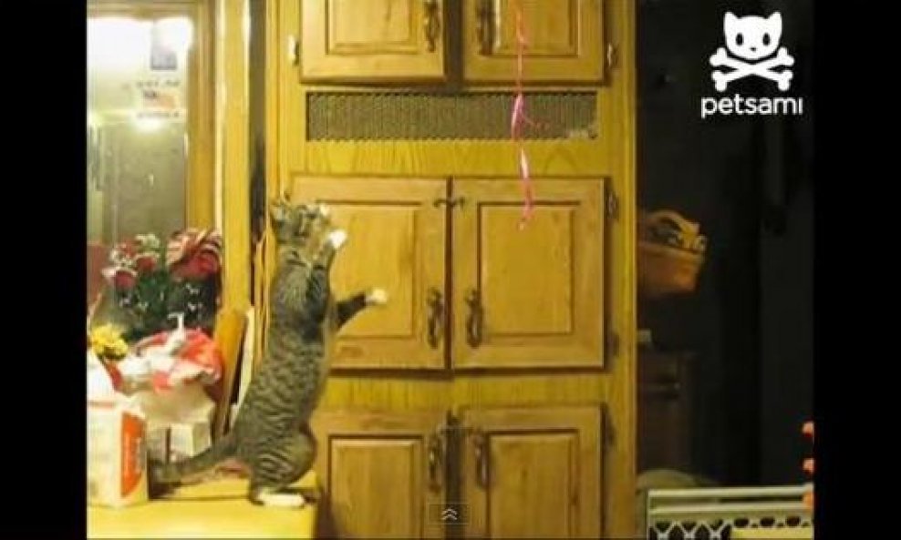 mačak pokušava dohvatiti balone funvideo