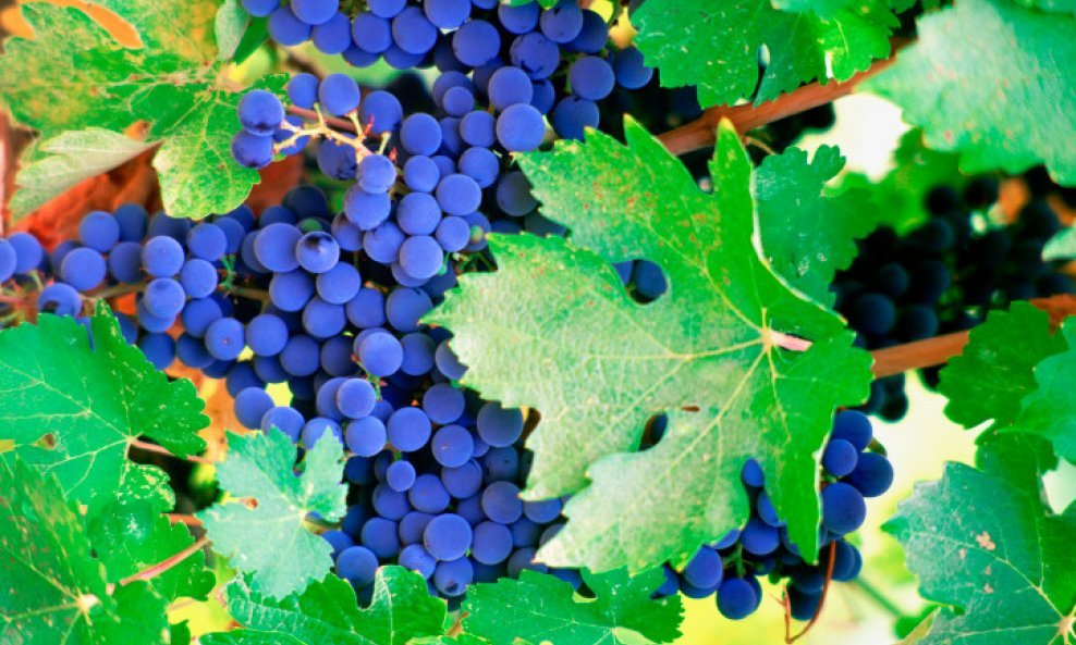grožđe vinova loza