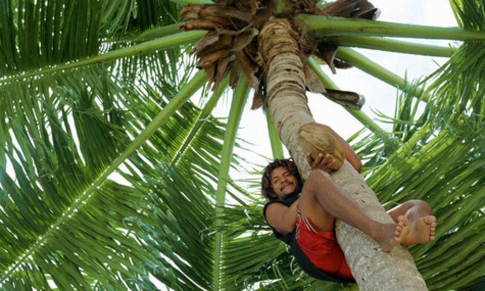 kokos palma