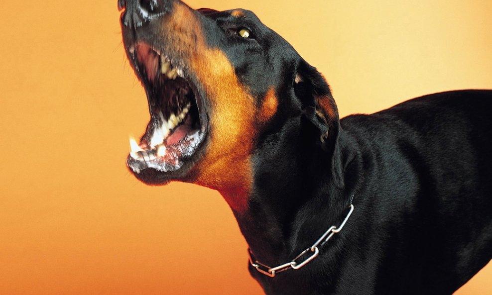 doberman