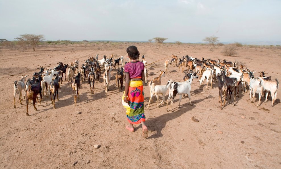 U Zimbabweu školarinu za djecu roditelji mogu plaćati kozama i ovcama i drugom prigodnom stokom