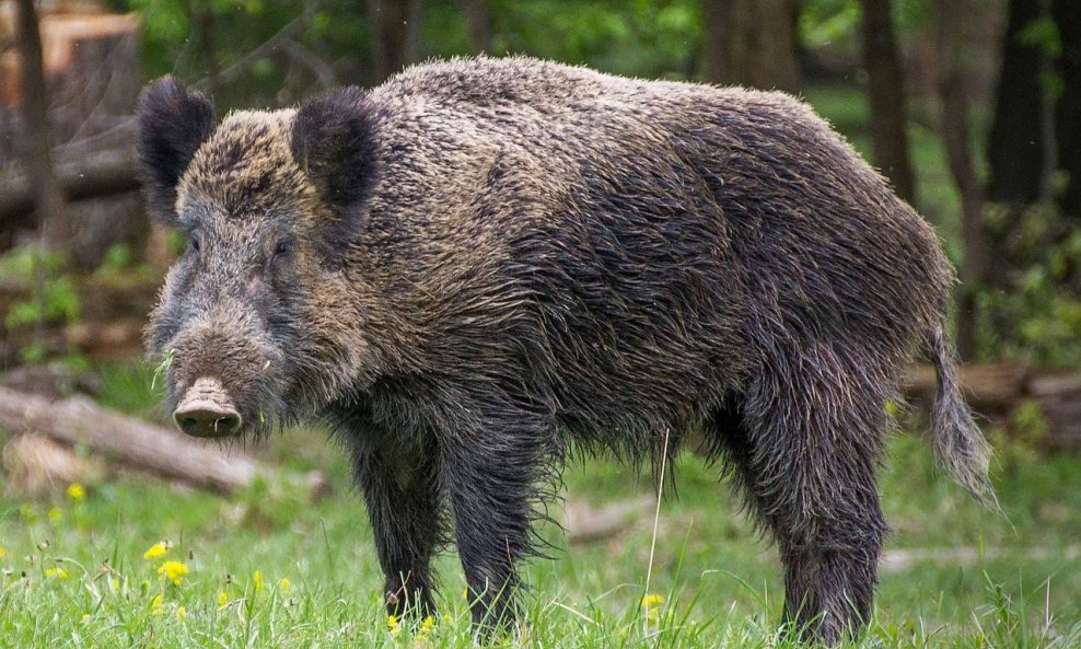 Napad se dogodio u bečkom zoološkom vrtu