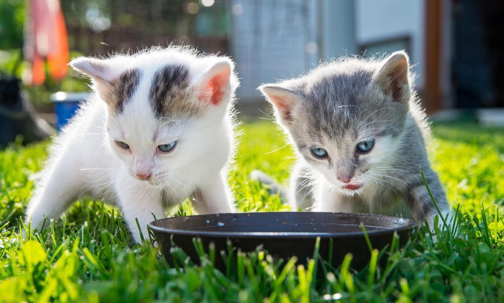Osječani su na nogama zbog prijetnji komunalaca za ostavljanje zdjelica s vodom na javnim površinama za napuštene mačke