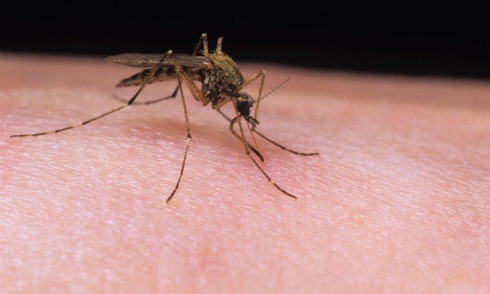 U Srbiji od groznice Zapadnog Nila, bolesti koju prenose zaraženi komarci, umrle tri osobe