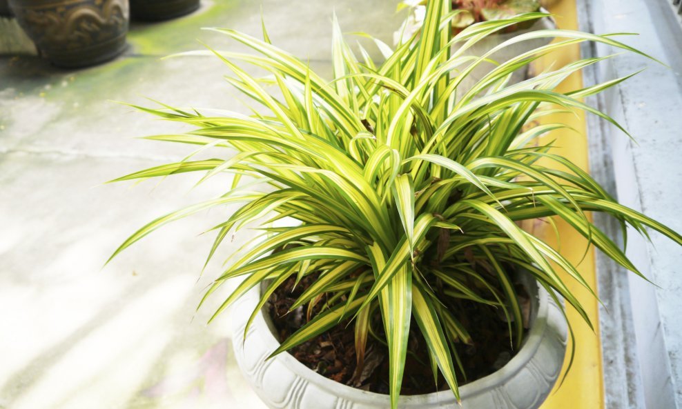 Pauk biljka (Chlorophytum)