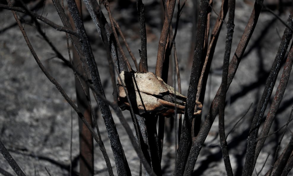 Portugalom haraju šumski požari