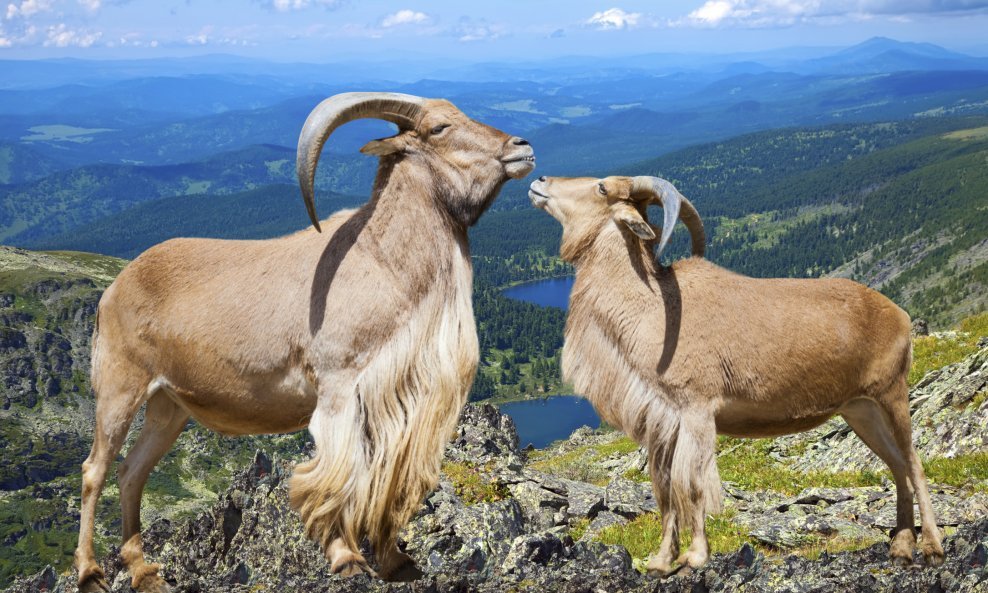 jarac koza životinje zaljubljeni par