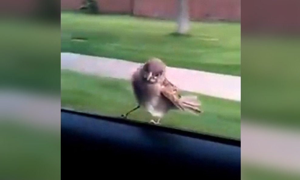 ptičica automobilski prozor funvideo