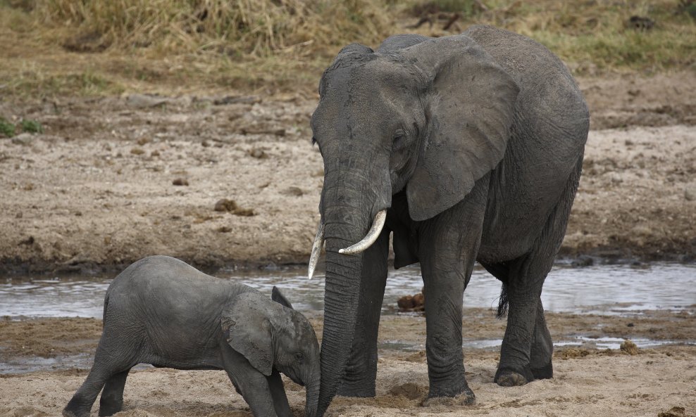 Afrički slonovi jedna su od najugroženijih vrsta