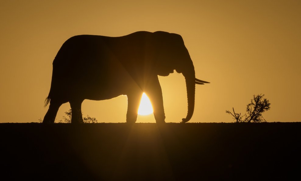 Afričkim slonovima prijeti izumiranje