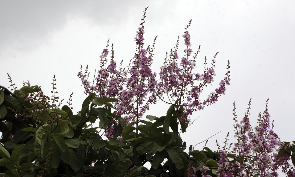 Paulownia tomentosa