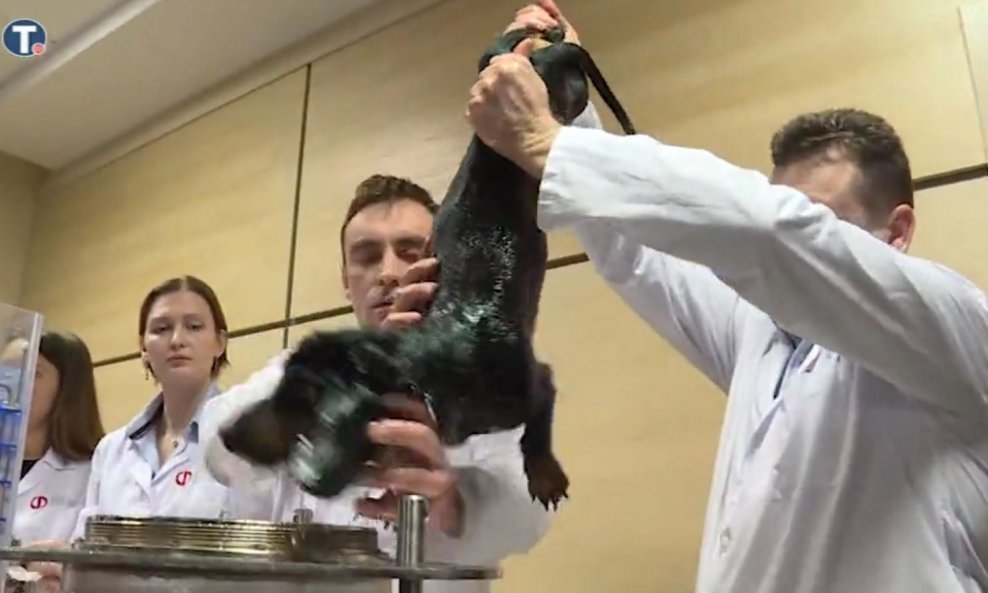Ruski znanstvenici su uronili psa u cijev ispunjenu nepoznatom tekućinom