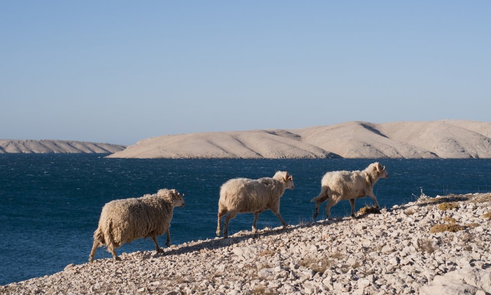 otok pag ovce