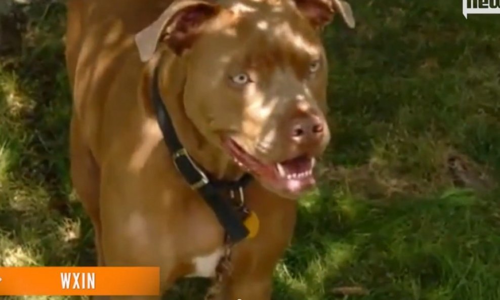 pit bull ace pozitiva funvideo