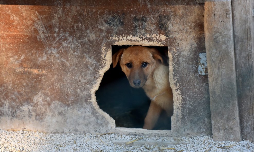 Zatvoren najveći kompleks klaonica pasa u Južnoj Koreji