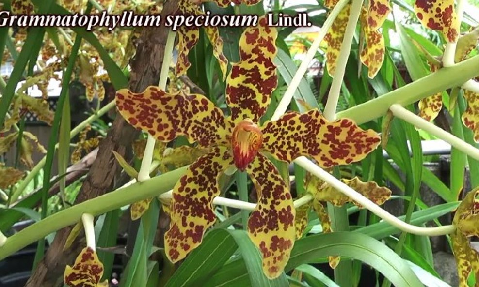 Grammatophyllum speciosum Tiger Orchid