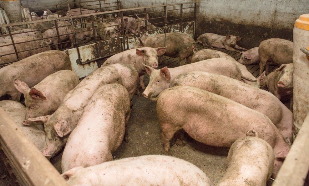 Intenzivna proizvodnja mesa pod lupom je udruga za zaštitu životinja