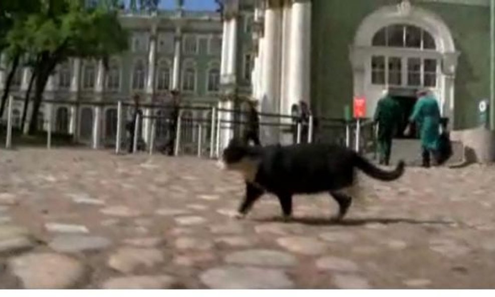 Mačke čuvaju slavni Ermitaž od najezde glodavaca