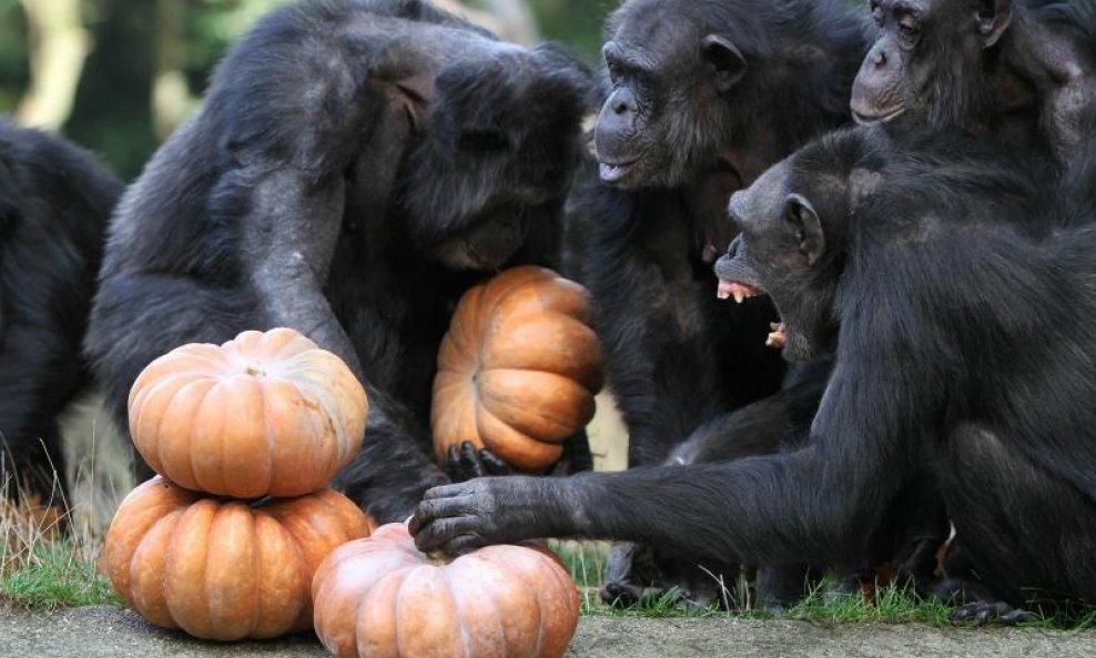Čimpanze uživaju u bundevama