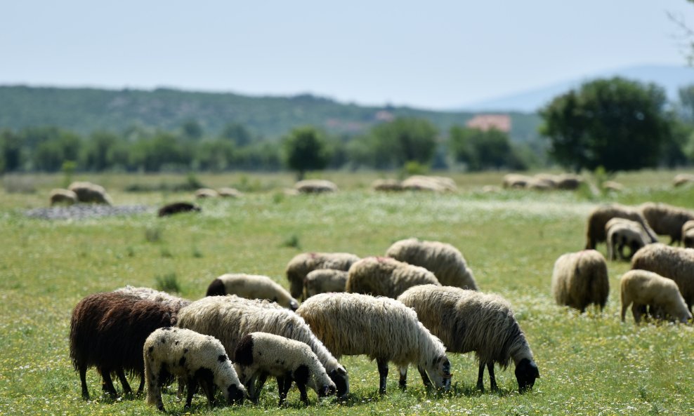 Deseci ljudi zaraženi brucelozom u Bosni i Hercegovini, veterinarske vlasti naložile eutanaziju više stotina zaraženih životinja