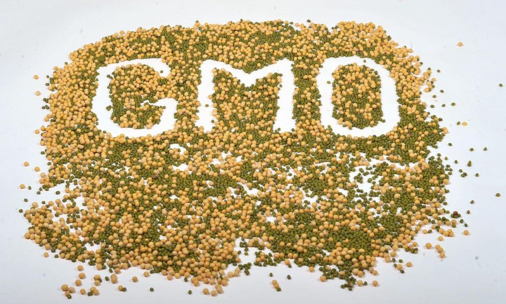 GMO