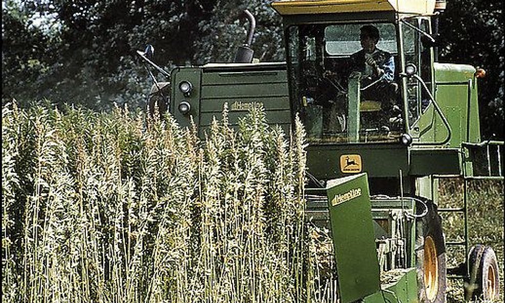 usjev industrijske konoplje - zetva