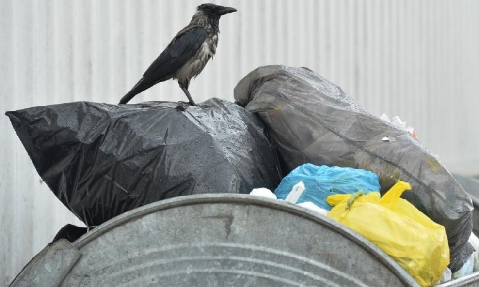 Vrane uzivaju u ostacima hrane koje su kisa i vjetar razbacali po Tresnjevackom placu. Photo: Marko Lukunic/PIXSELL