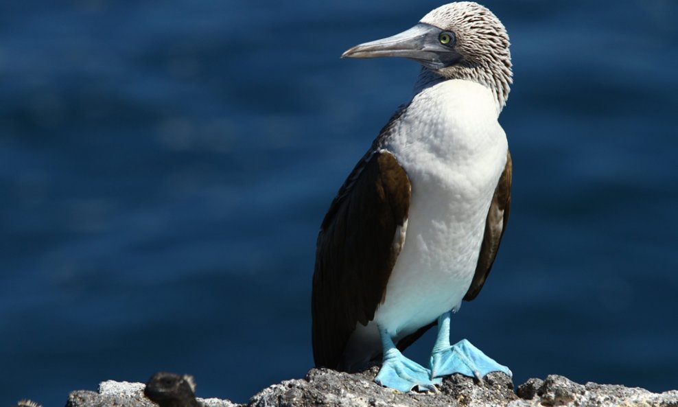 Dokumentarna serija 'Galapagos'