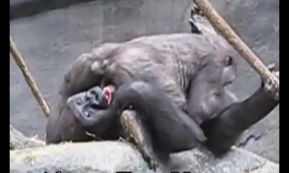 gorile funvideo