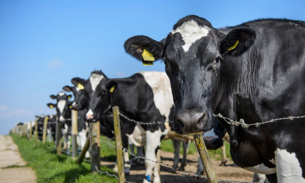 Stočarske farme u Francuskoj zahvaćene najtežom epidemijom antraksa u 20 godina