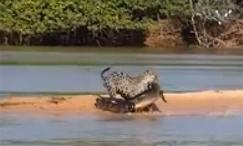 Jaguar kajman