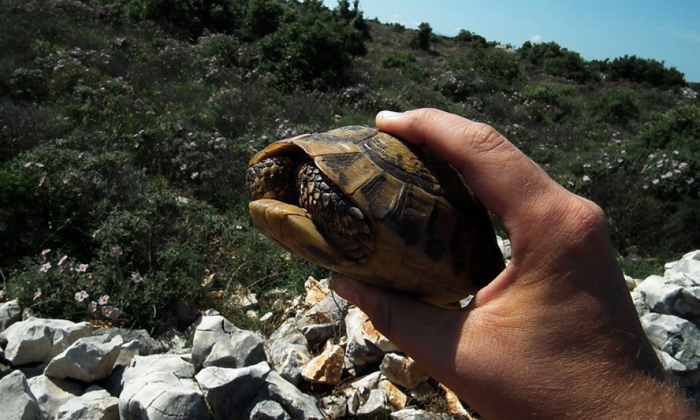 Kornjača Čančara