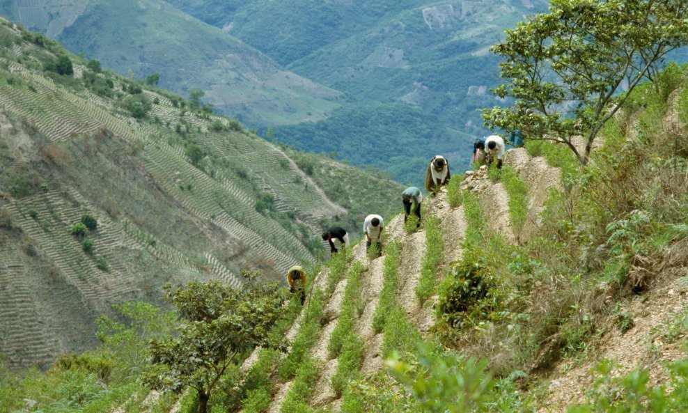 Uzgoj koke rasprostranjen je po Južnoj Americi, a u Kolumbiji pokriva 171.000 hektara obradivih površina što iznosi oko desetinu obradivih površina Hrvatske