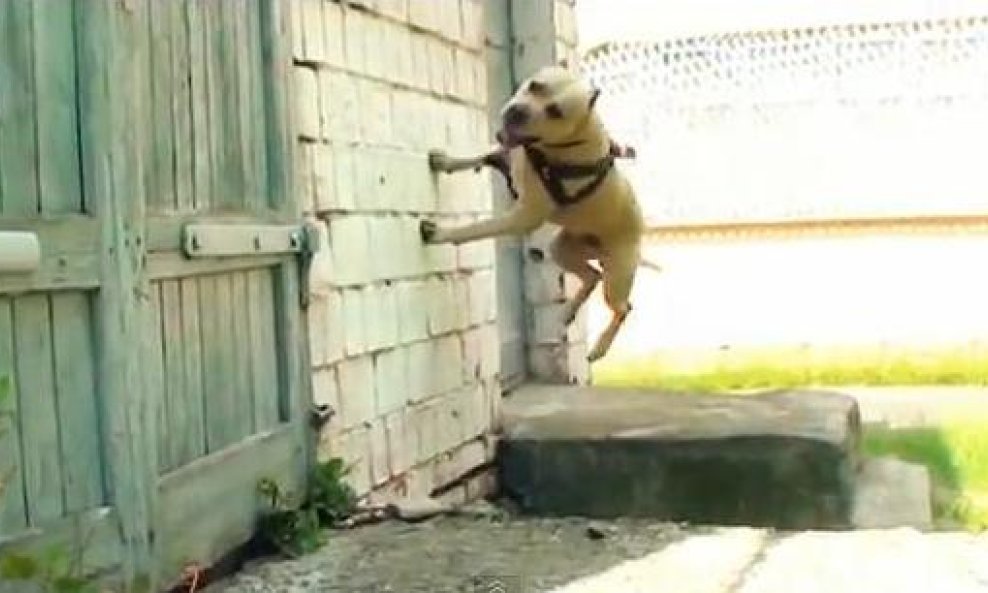 Tret funvideo