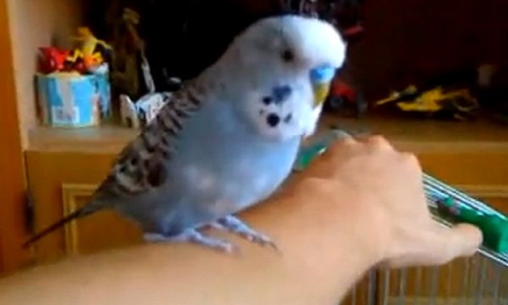 Papigica oponaša robota iz 'Ratova zvijezda'