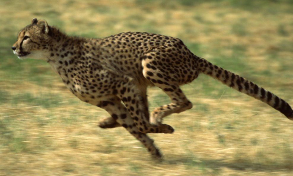 Gepard