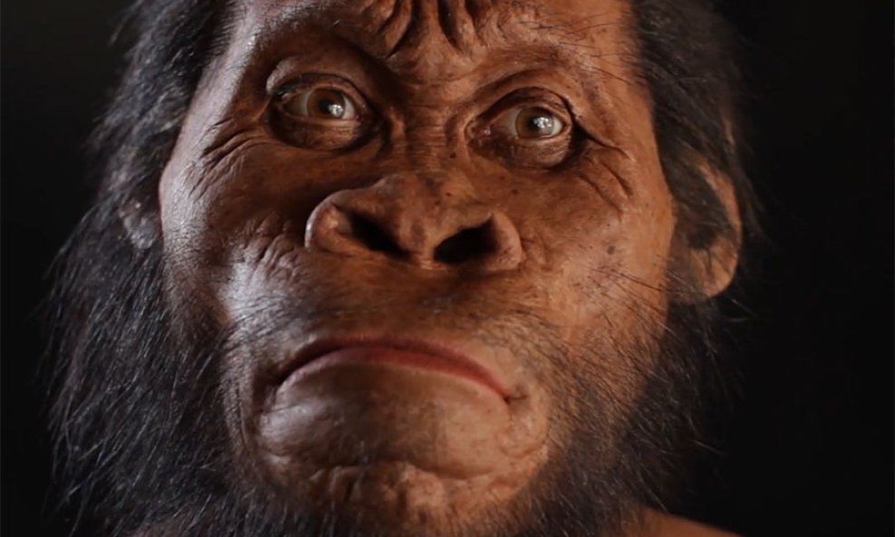 Homo-naledi