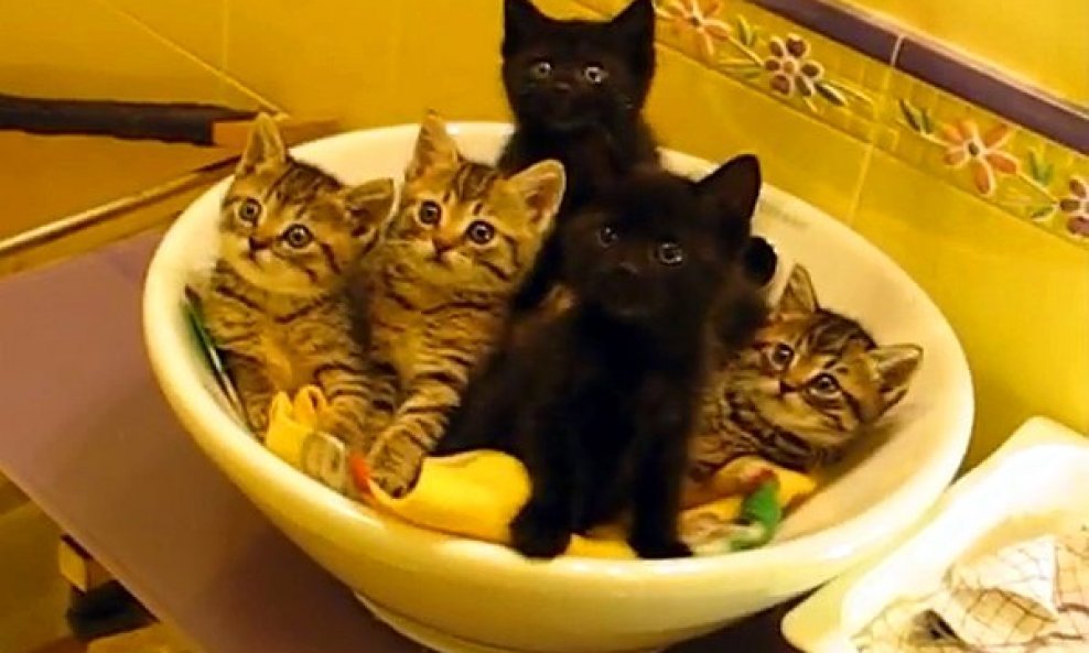 Sinhronizirane mačke u posudi