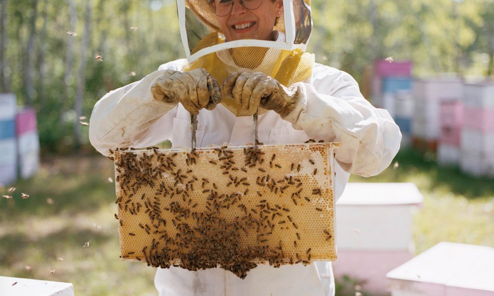 pčele pčelinjak