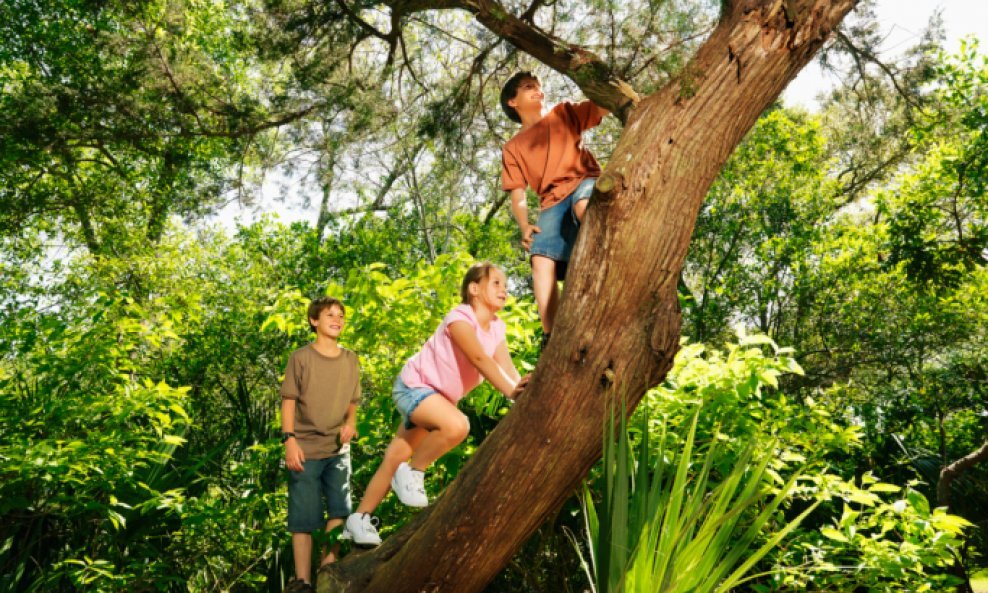 djeca penjanje po drvu