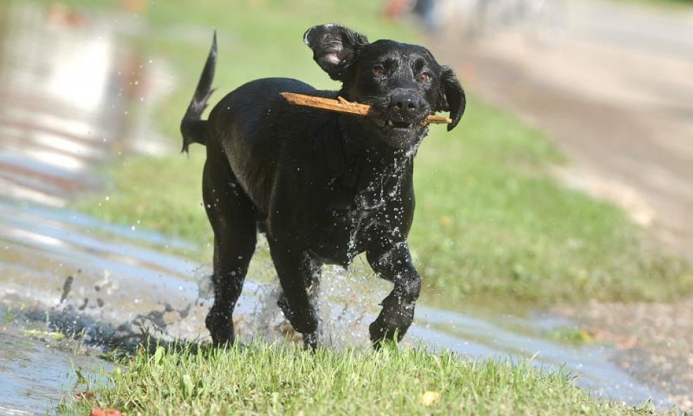 labrador pas voda trovanje pasa