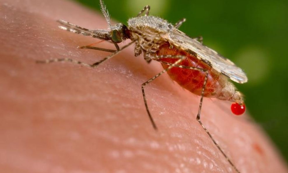 Komarac malarija Anopheles